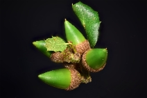 Quercus agrifolia