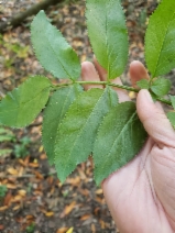 Sambucus nigra ssp. caerulea