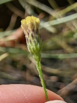 Erigeron reductus