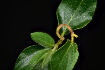 Lonicera japonica