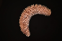 Cedrus deodara - Calflora
