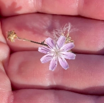 Stephanomeria elata