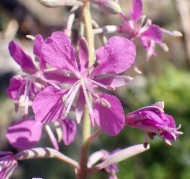 Chamerion angustifolium ssp. circumvagum