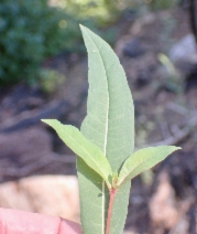 Chamerion angustifolium ssp. circumvagum