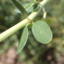 Ceanothus parvifolius