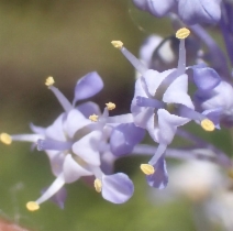 Ceanothus parvifolius