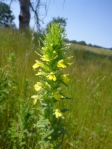 Bellardia viscosa