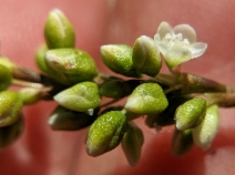 Persicaria punctata