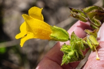 Erythranthe grandis