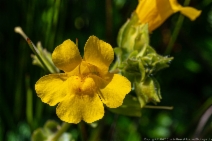 Erythranthe grandis