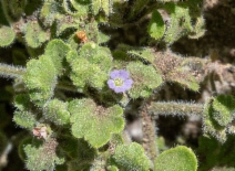 Nemophila parviflora