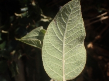 Wyethia elata