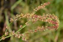 Rumex acetosella