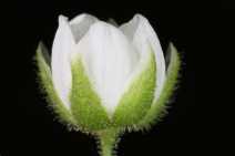 Spergula arvensis