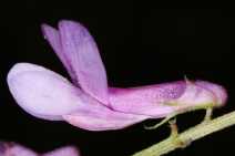 Vicia villosa ssp. varia