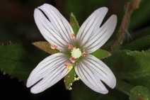 Epilobium ciliatum ssp. ciliatum
