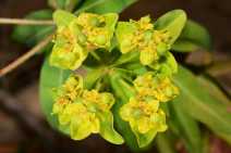 Euphorbia oblongata