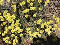 Eriogonum siskiyouense