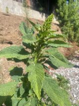Amaranthus retroflexus