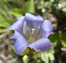 Gentiana affinis var. ovata