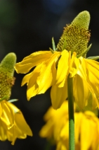 Rudbeckia californica