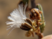 Stephanomeria virgata
