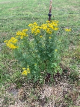 Senecio jacobaea