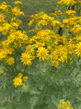 Senecio jacobaea
