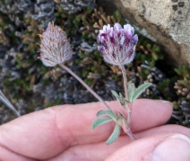 Trifolium dichotomum
