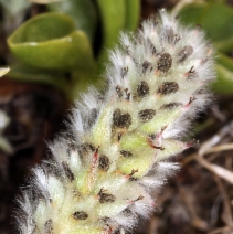 Salix petrophila