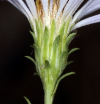 Aster adscendens