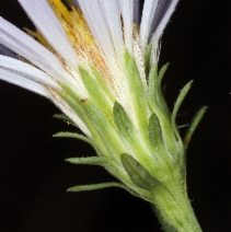 Aster adscendens