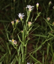 Aster adscendens