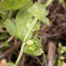Heterocodon rariflorum