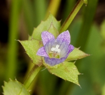 Heterocodon rariflorum