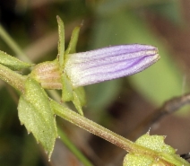 Heterocodon rariflorum