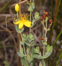 Hypericum scouleri