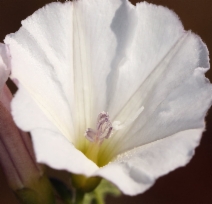 Convolvulus arvensis