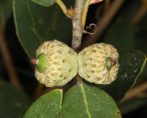 Quercus vacciniifolia