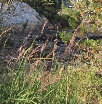 Calamagrostis stricta ssp. inexpansa