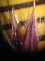 Calamagrostis stricta ssp. inexpansa
