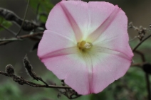 Calystegia purpurata