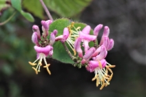 Lonicera hispidula