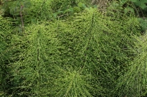 Equisetum arvense