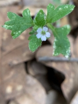 Nemophila parviflora
