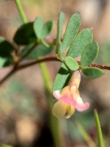 Acmispon parviflorus