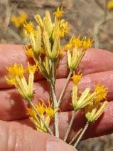 Chrysothamnus nauseosus ssp. mohavensis