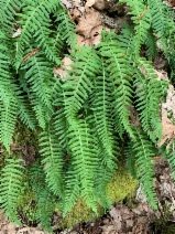 Polypodium glycyrrhiza - Calflora