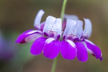 Collinsia heterophylla
