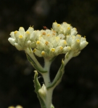Pseudognaphalium biolettii
